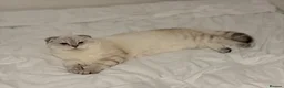Scottish Fold cats for sale: Stunning Adult Male Scottish Fold  - Advert 4