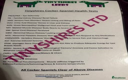 Cockapoo dogs for sale: F1 fox red and white 🩵 30 dna health tested clear - Image 2