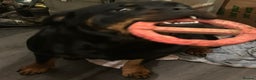 Rottweiler dogs for sale: Big and chunky kc Rottweiler puppy’s for sale  - Advert 12