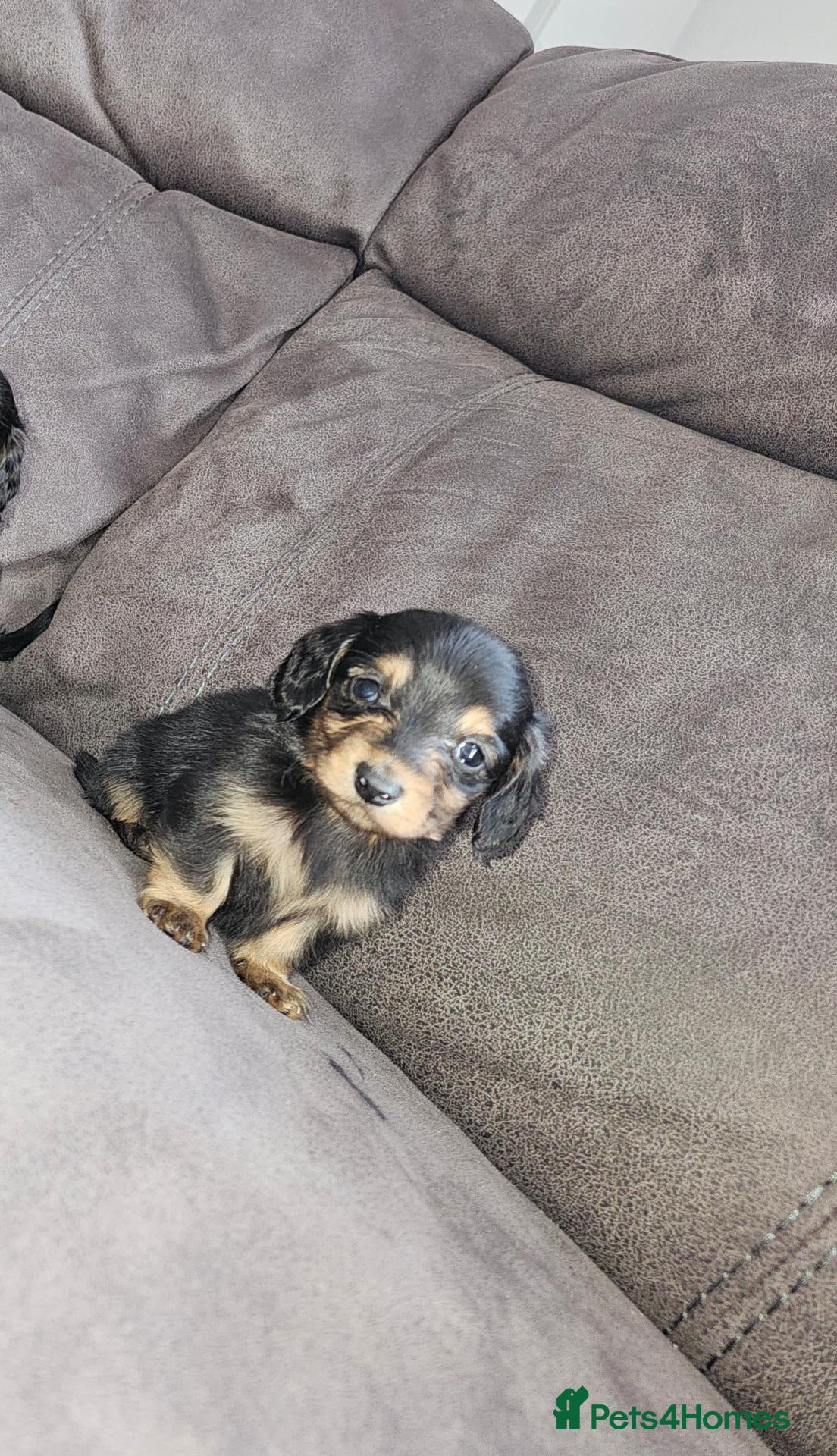Miniature Dachshund dogs for sale: 2 mini longhair dachshund puppies  - Advert 14