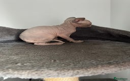 Sphynx cats for sale: Amazing colour Sphynx - Image 33