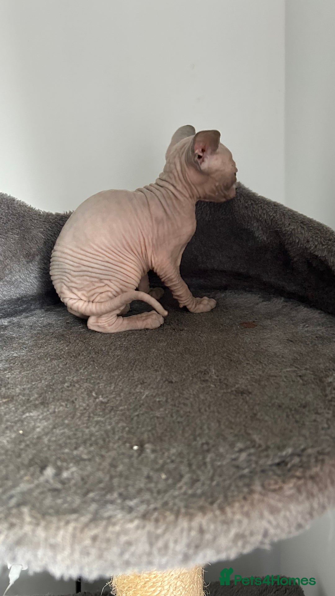 Sphynx cats for sale: Amazing colour Sphynx - Image 33