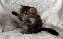 Persian cats for stud: Proven Persian Stud Shelby 💙 - Image 19
