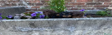 Puppy 1
