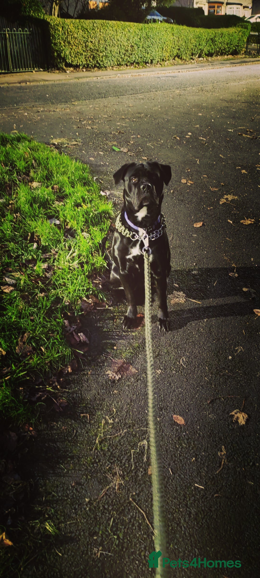 Cane Corso dogs for sale: Cane Corso  - Advert 14