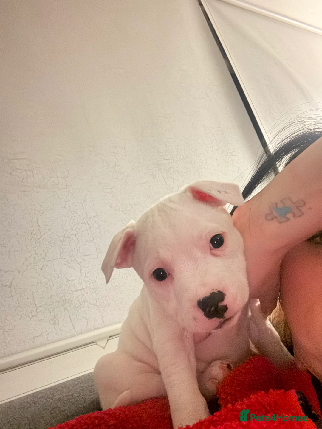 Staffordshire Bull Terrier dogs for sale: Staffordshire bull terrier girl - Advert 3