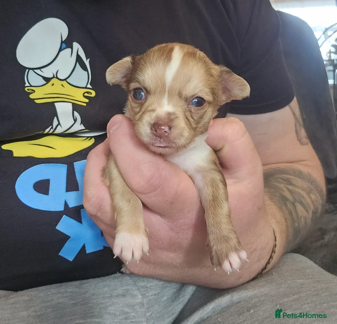 Chihuahua dogs for sale: Chihuahua pups  - Advert 11