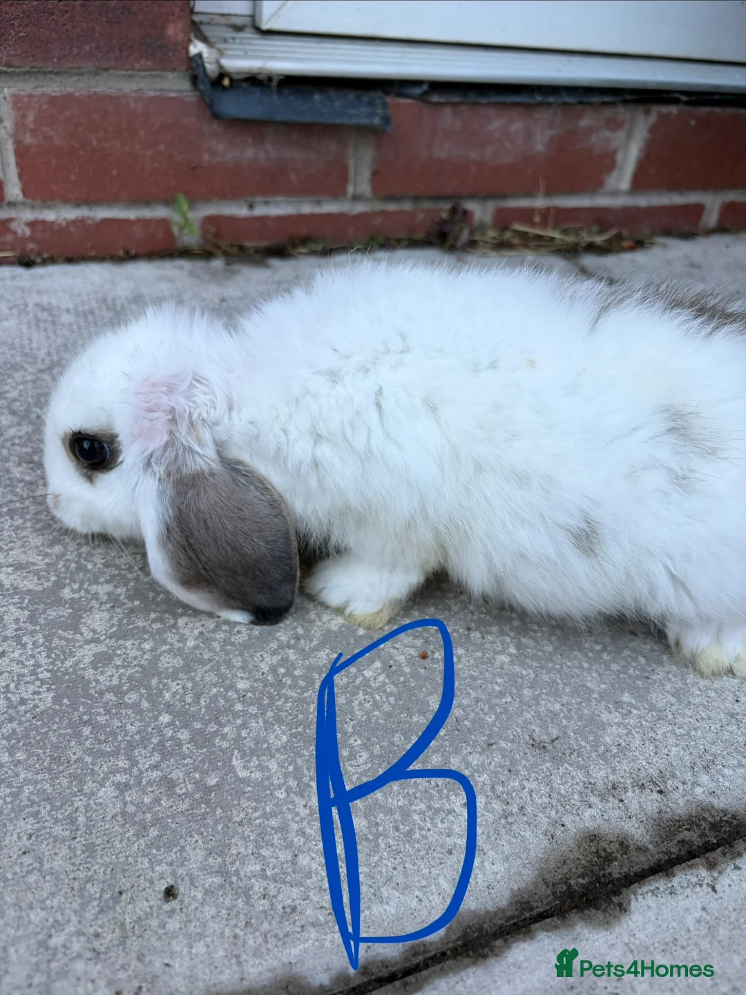 English Lop rabbits for sale: Lop ear bunny  - Advert 6