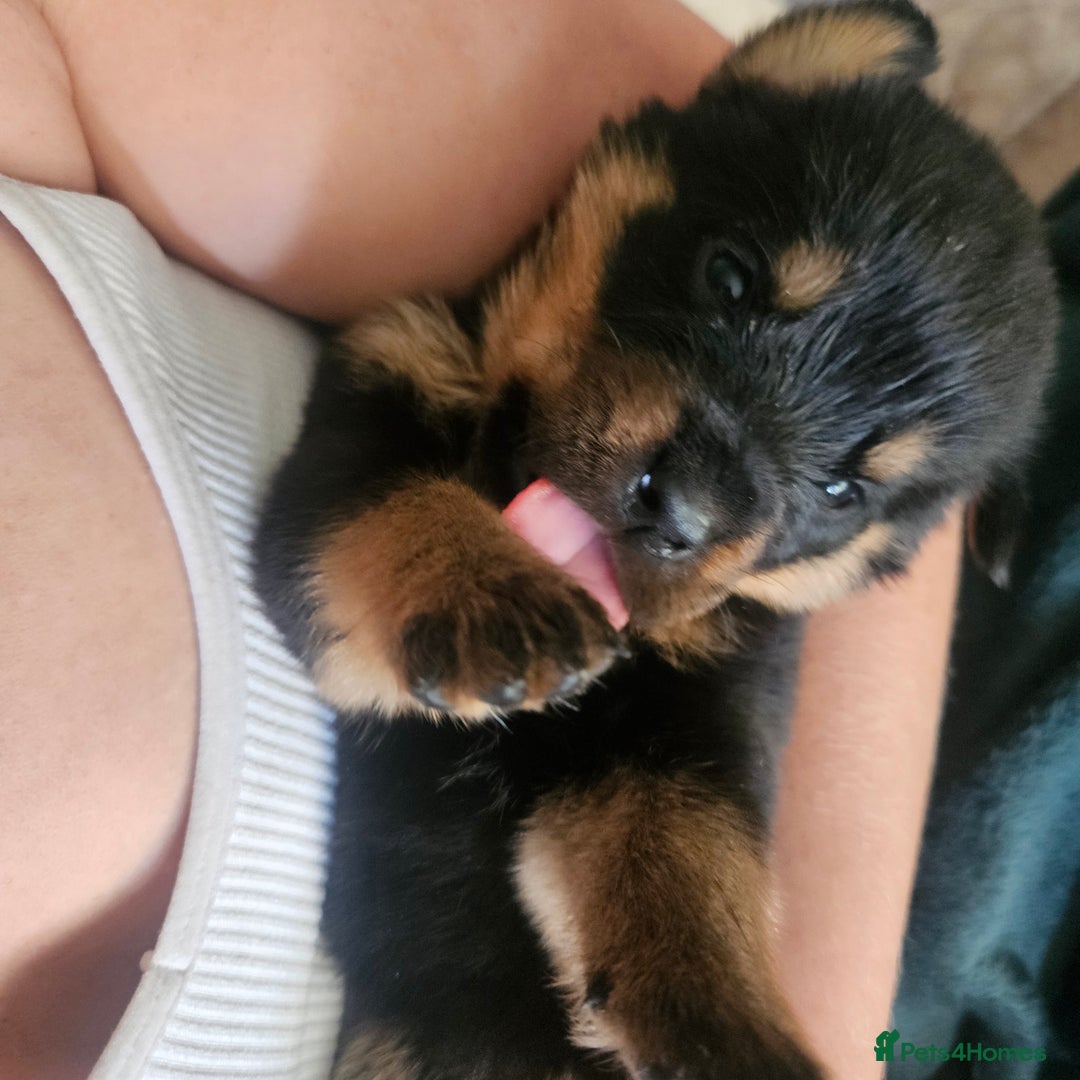 Rottweiler dogs for sale: 12 beautiful puppies  - Image 1