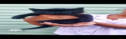 British Longhair cats for sale: Kittens for sale - Advert 9