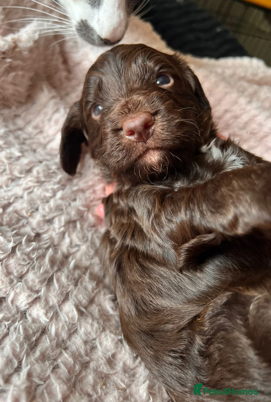 Miniature Poodle dogs for stud: Chocolate Phantom Merle Mini Poodle Stud in Ringwood - Advert 11