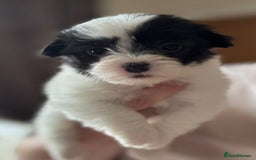 Coton De Tulear dogs for sale: Coton de Tulear puppies  - Image 8