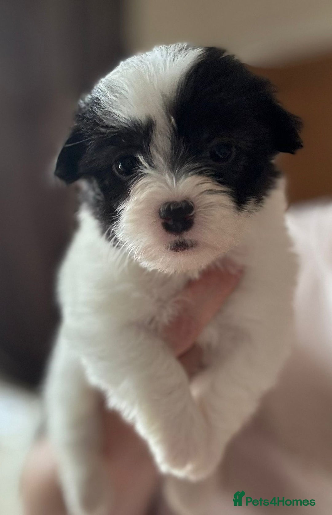 Coton De Tulear dogs for sale: Coton de Tulear puppies  - Image 8