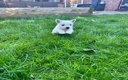 West Highland Terrier dogs for sale: West highland terrier puppies - Image 19