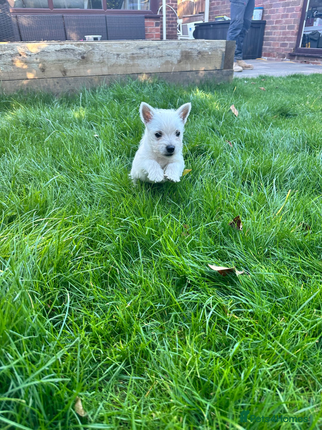 West Highland Terrier dogs for sale: West highland terrier puppies - Image 19