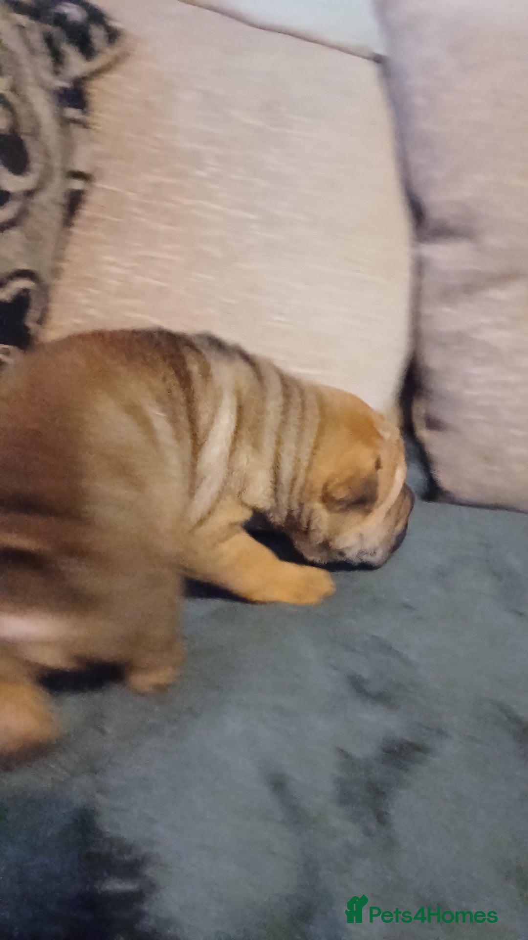 Shar Pei dogs for sale: Only 3 left beautiful pups ready to leave  - Advert 25