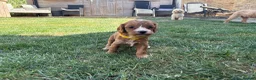 Cavapoo dogs for sale: Cavapoo puppies  - Advert 23