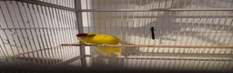 Parakeets birds for sale: Kakariki  in Kettering - Advert 3