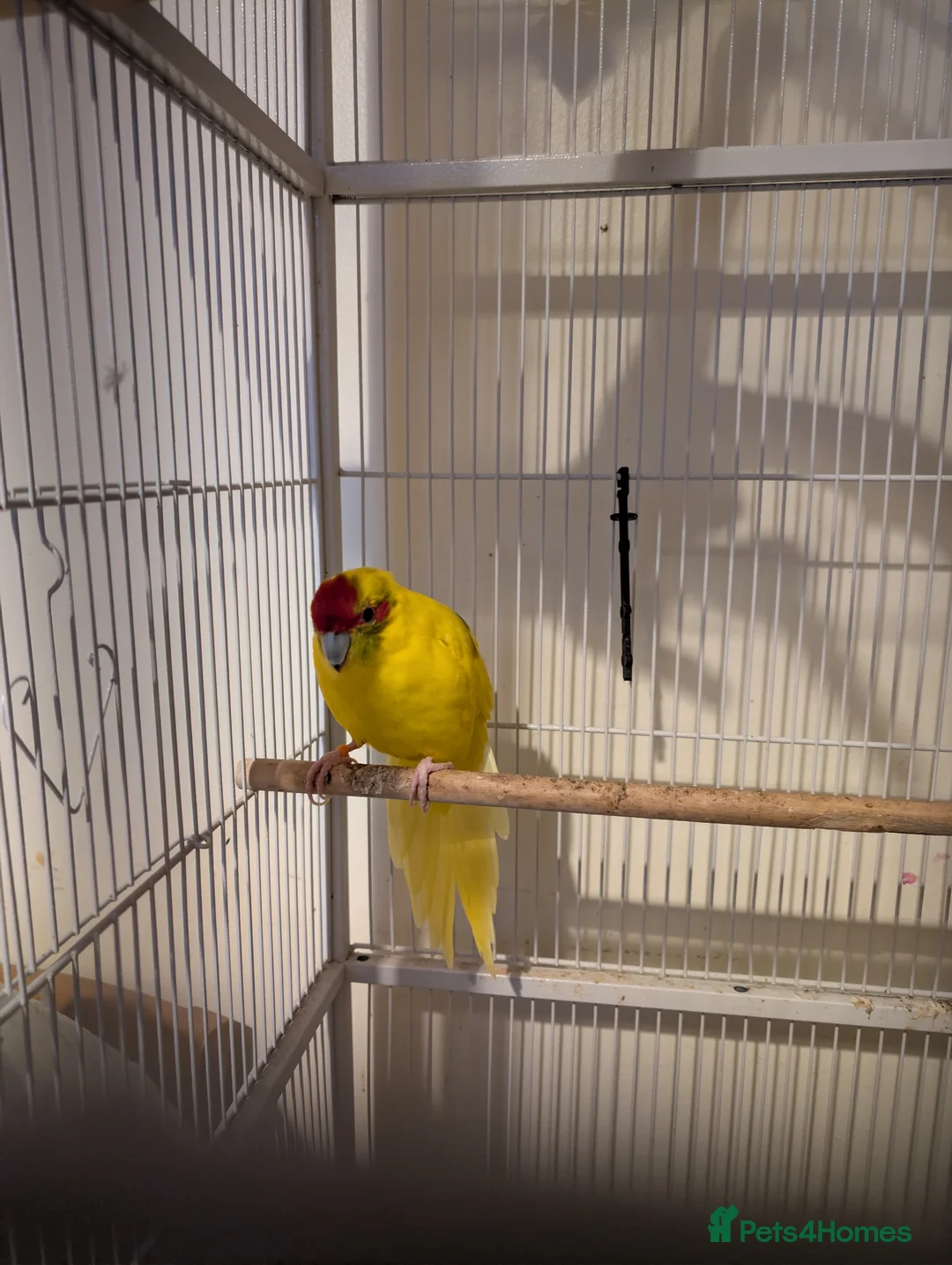 Parakeets birds for sale: Kakariki  in Kettering - Advert 3