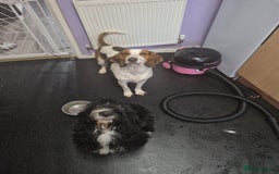 Mixed Breed dogs for sale: Beagle x sproodle (flash) - Image 5