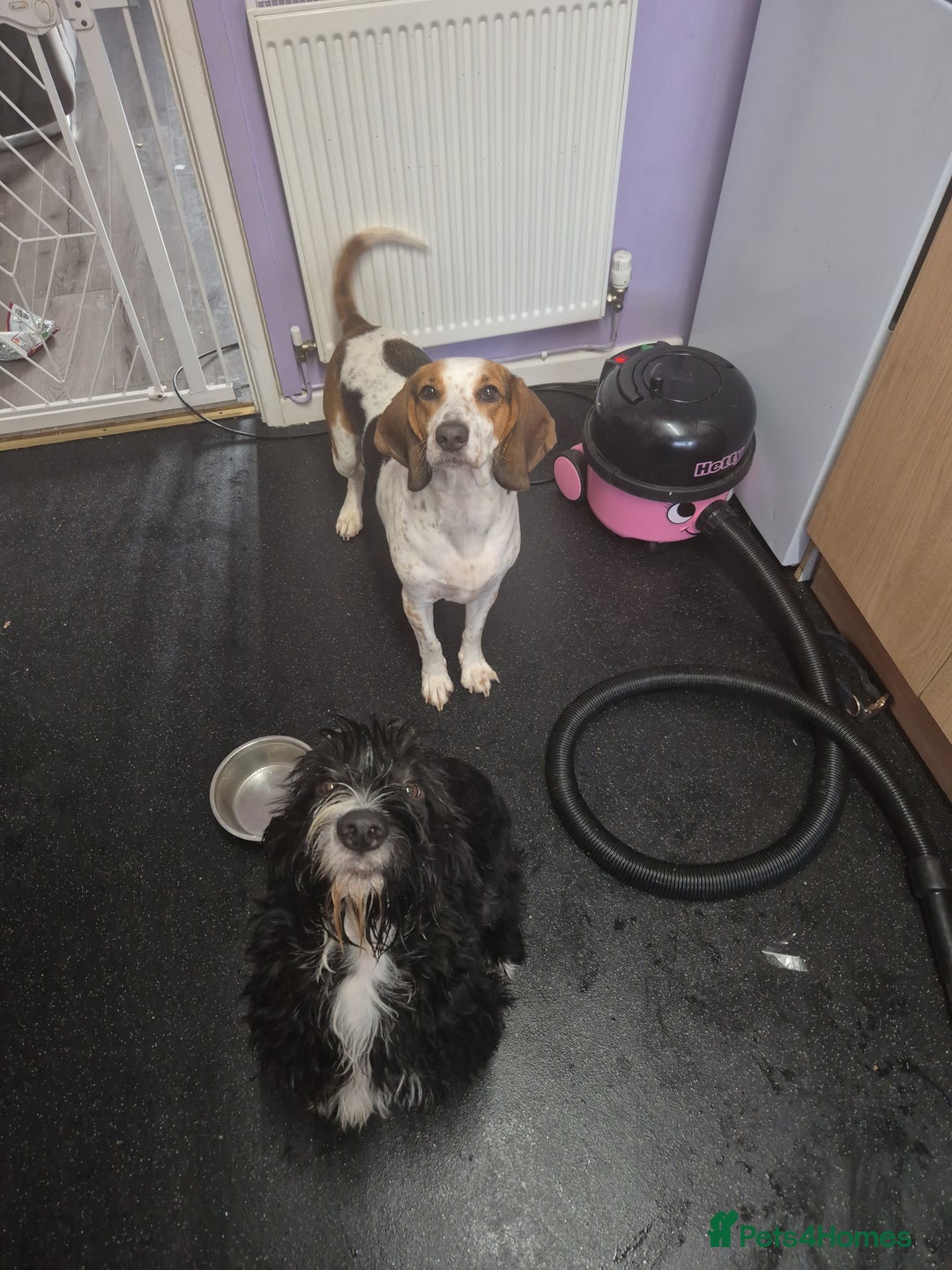 Mixed Breed dogs for sale: Beagle x sproodle (flash) - Image 5