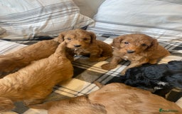Mixed Breed dogs for sale: F1B Cockapoo puppies - Image 4