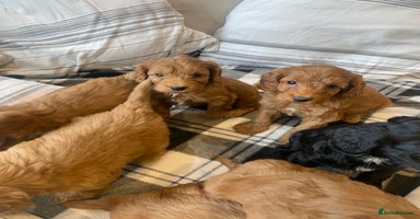 Mixed Breed dogs - Advert 6