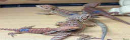 Bearded Dragon reptiles for sale: Stunning baby bearded dragons £100 ONO  - Advert 27
