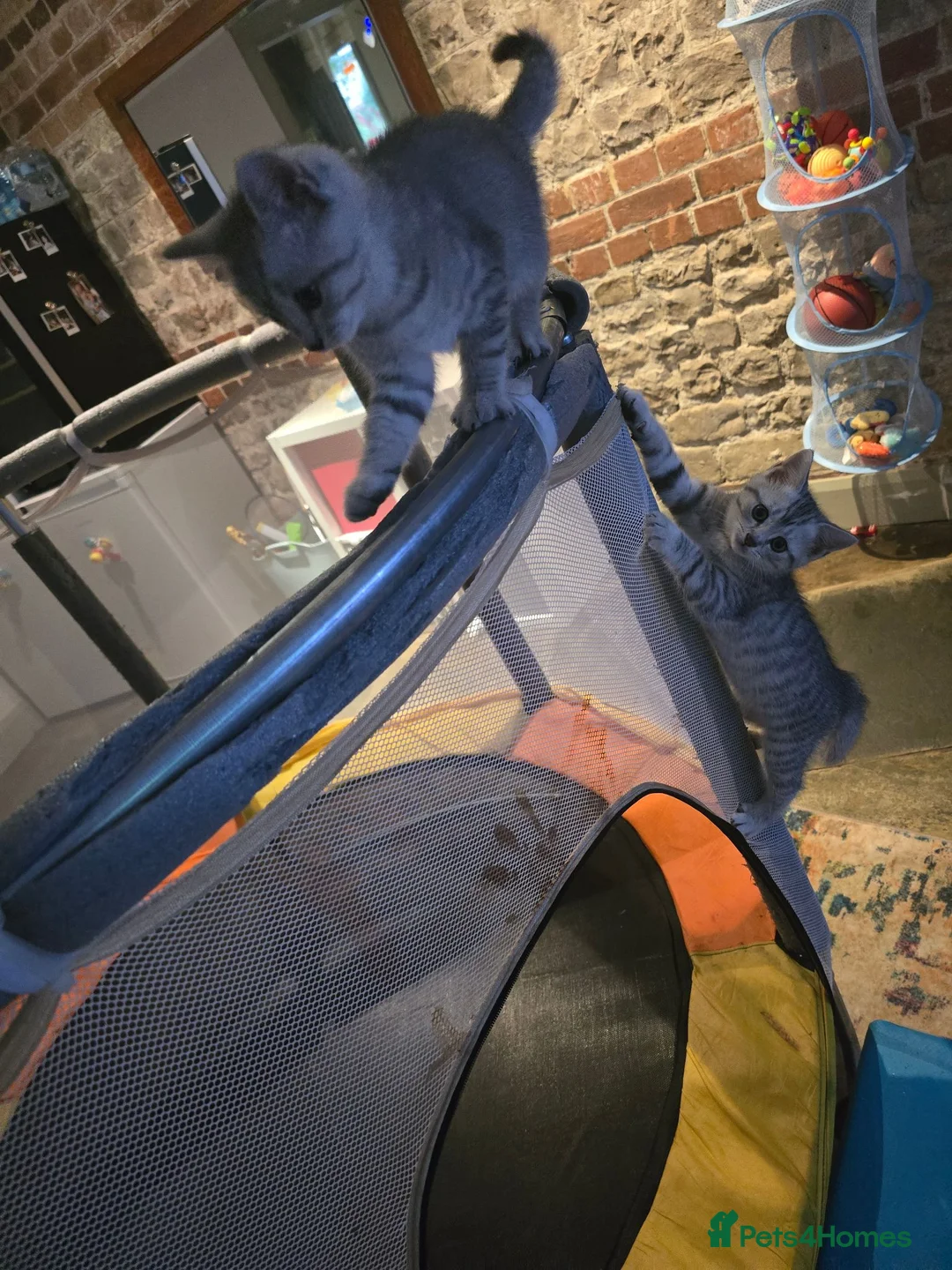 Mixed Breed cats for sale: Lovely litter of Mackrell tabby kittens in Warminster - Advert 6