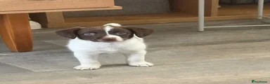Mixed Breed 2