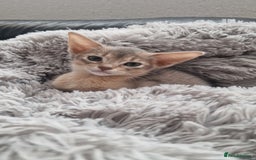 Abyssinian cats for sale: Abyssinian kittens  - Image 6
