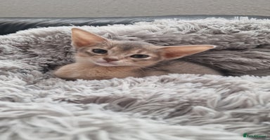 Abyssinian cats - Advert 5