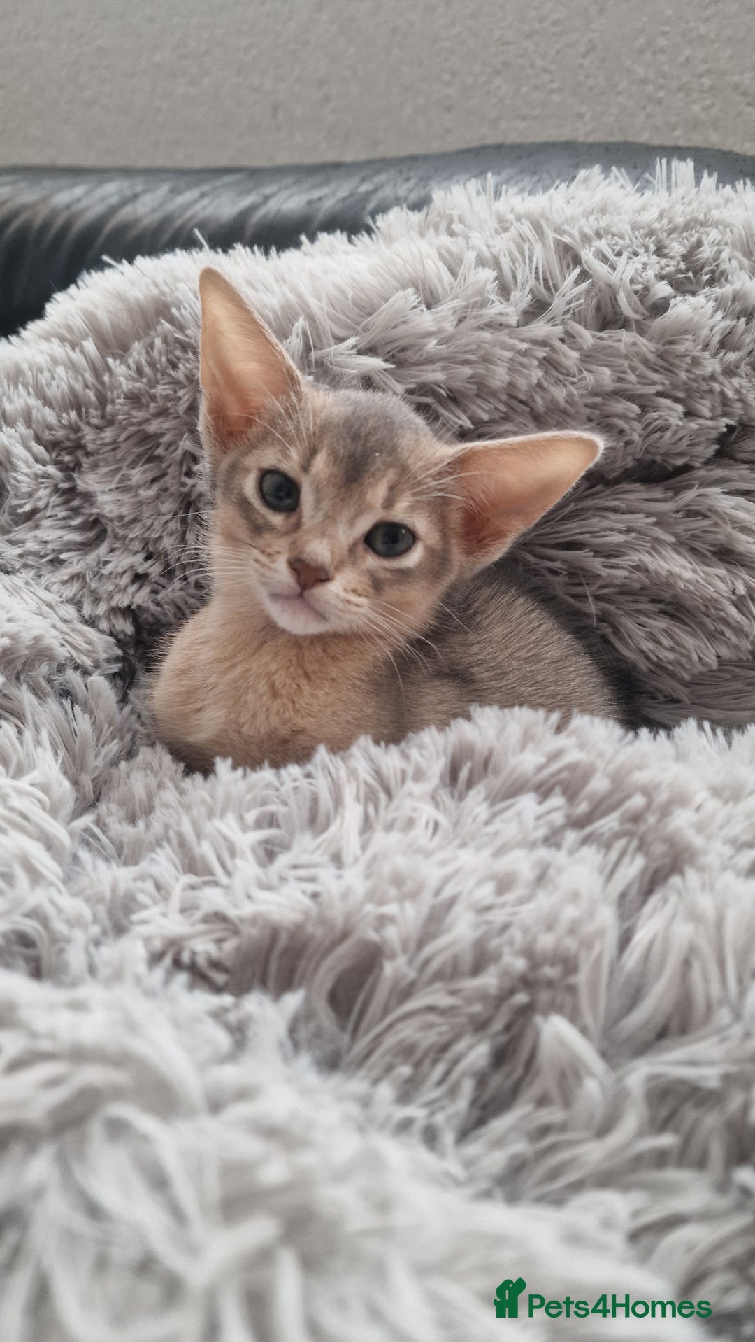 Abyssinian cats for sale: Abyssinian kittens  - Image 6