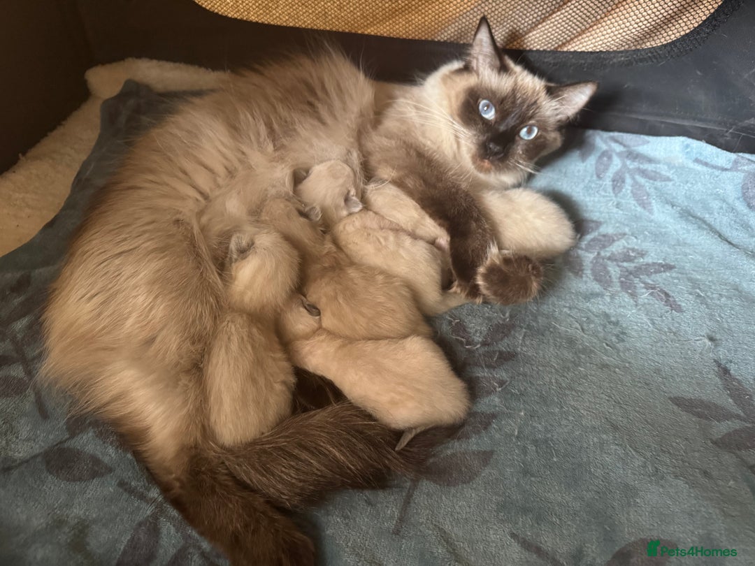 Ragdoll cats for sale: Beautiful Ragdoll Kittens - Advert 24