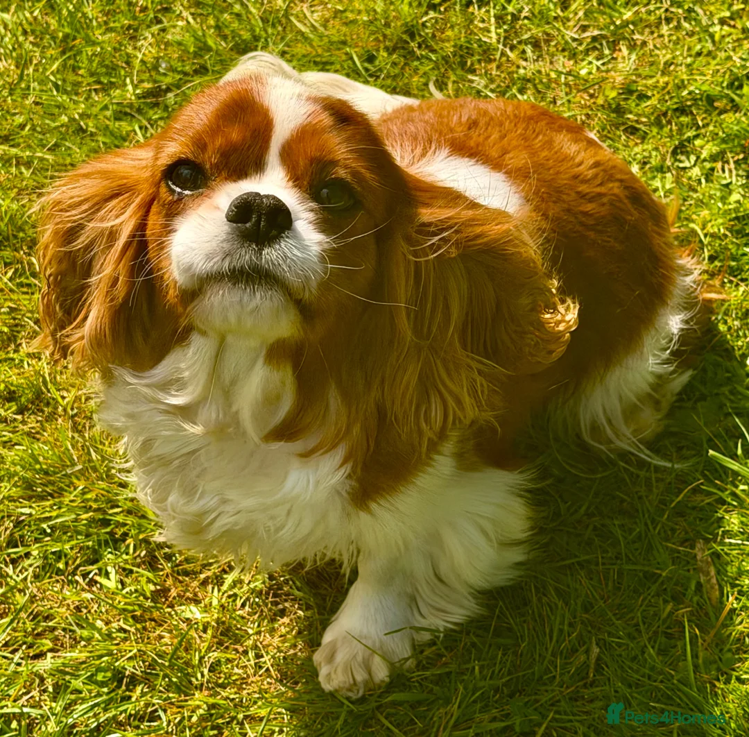 Cavalier King Charles Spaniel dogs for adoption: 🐾 FIONA – Female Cavalier King Charles Spaniel 🐾 - Advert 5