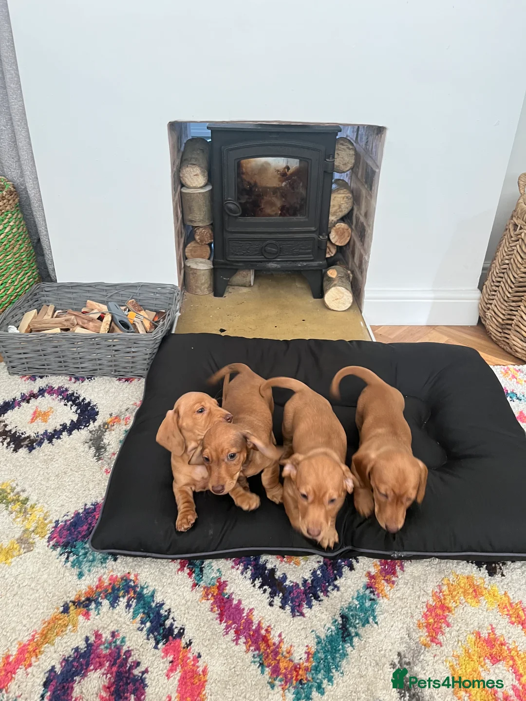 Dachshund dogs for sale: Beautiful smooth haired cream dachshunds (2 left)  - Advert 2