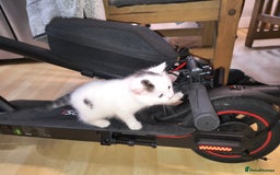 Mixed Breed cats for sale: 3 Beautiful Kittens*FLUFFY BLACK & WHITE*CALICO - Image 6