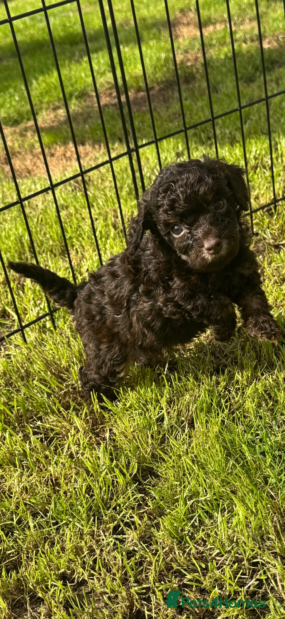 Mixed Breed dogs for sale: Chocolate merl Cockerpoo puppies - Image 9
