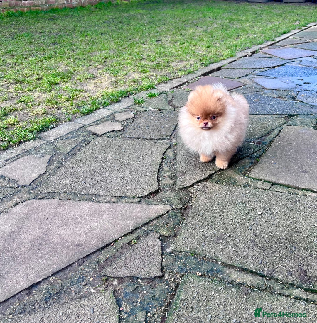 Pomeranian dogs for sale: Top Quality 🐻 Teddy Face🧸Perfect Size - Advert 6