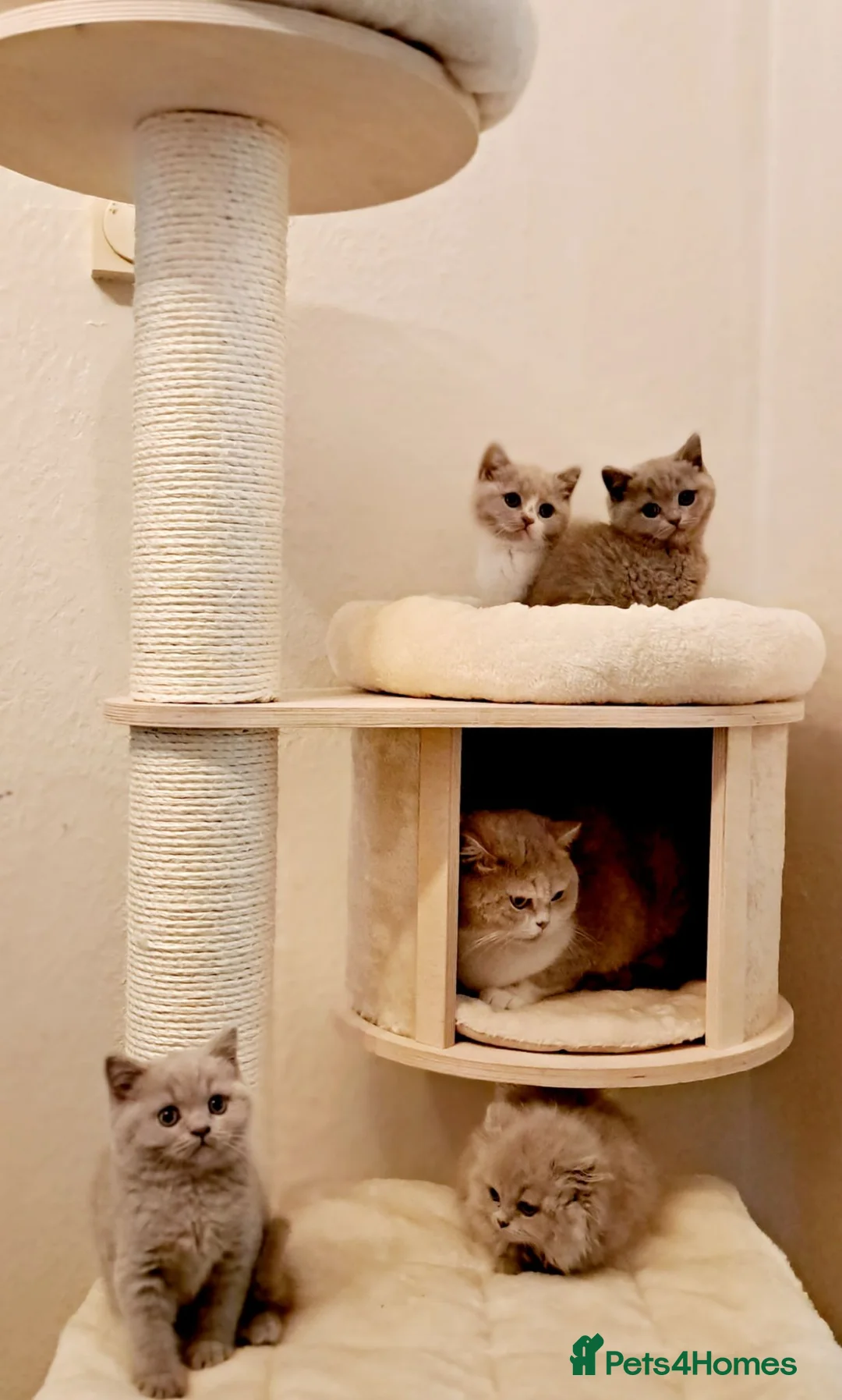 British Shorthair cats for sale: Beautiful British Shorthair Males & Females - Advert 1
