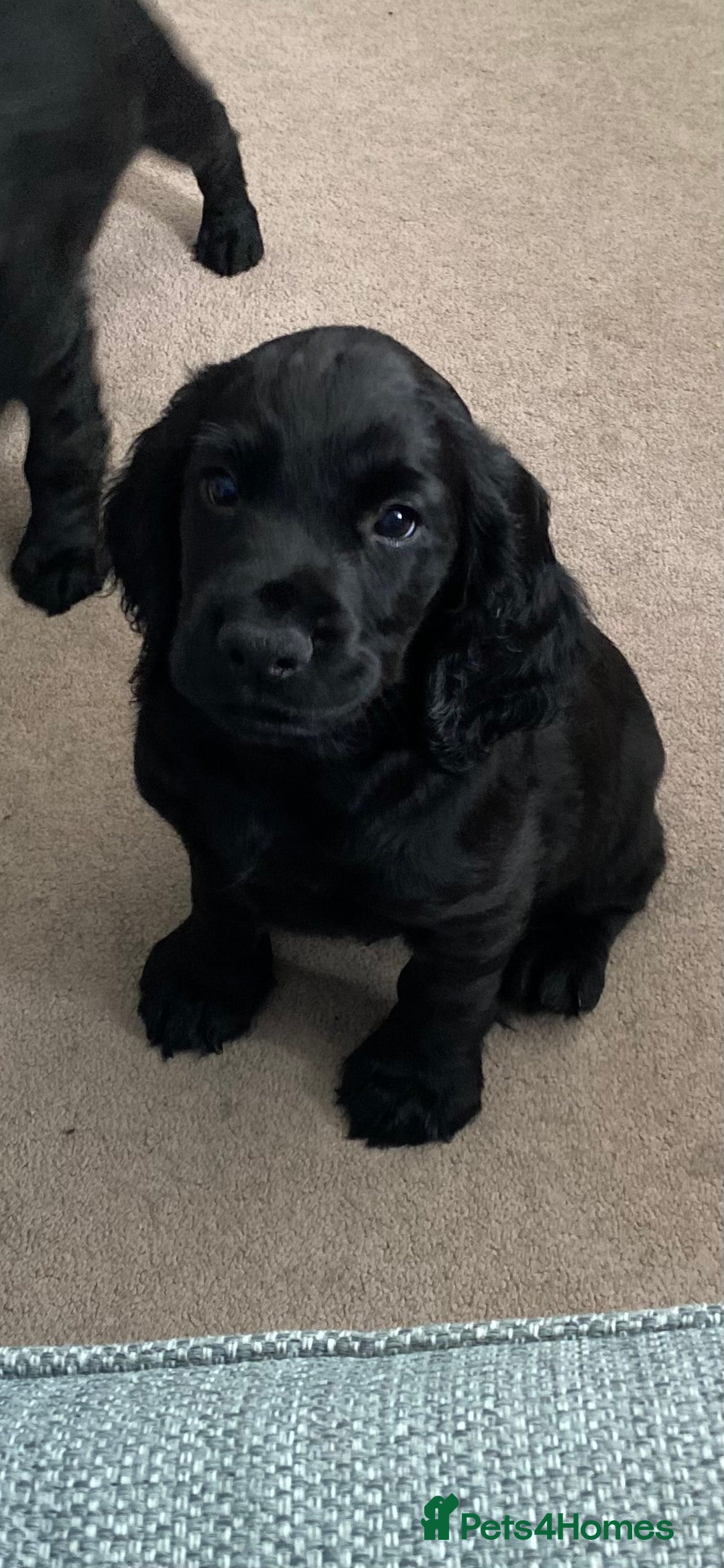 Cocker Spaniel dogs for sale: Superb Quality Royal KC Cocker Spaniel Puppies - Advert 18
