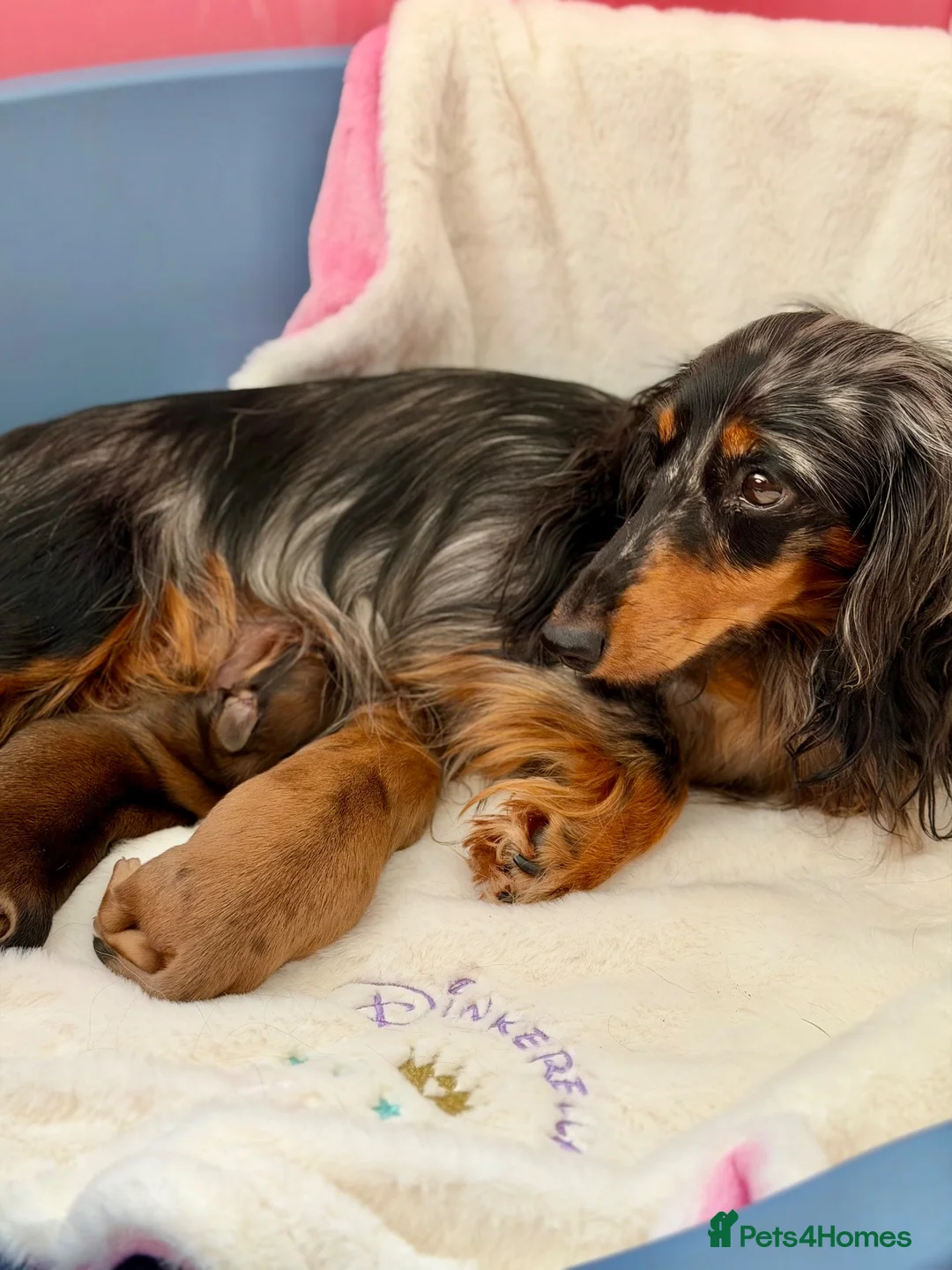 Miniature Dachshund dogs for sale: Champion Lines Minature Dachshunds - Advert 1