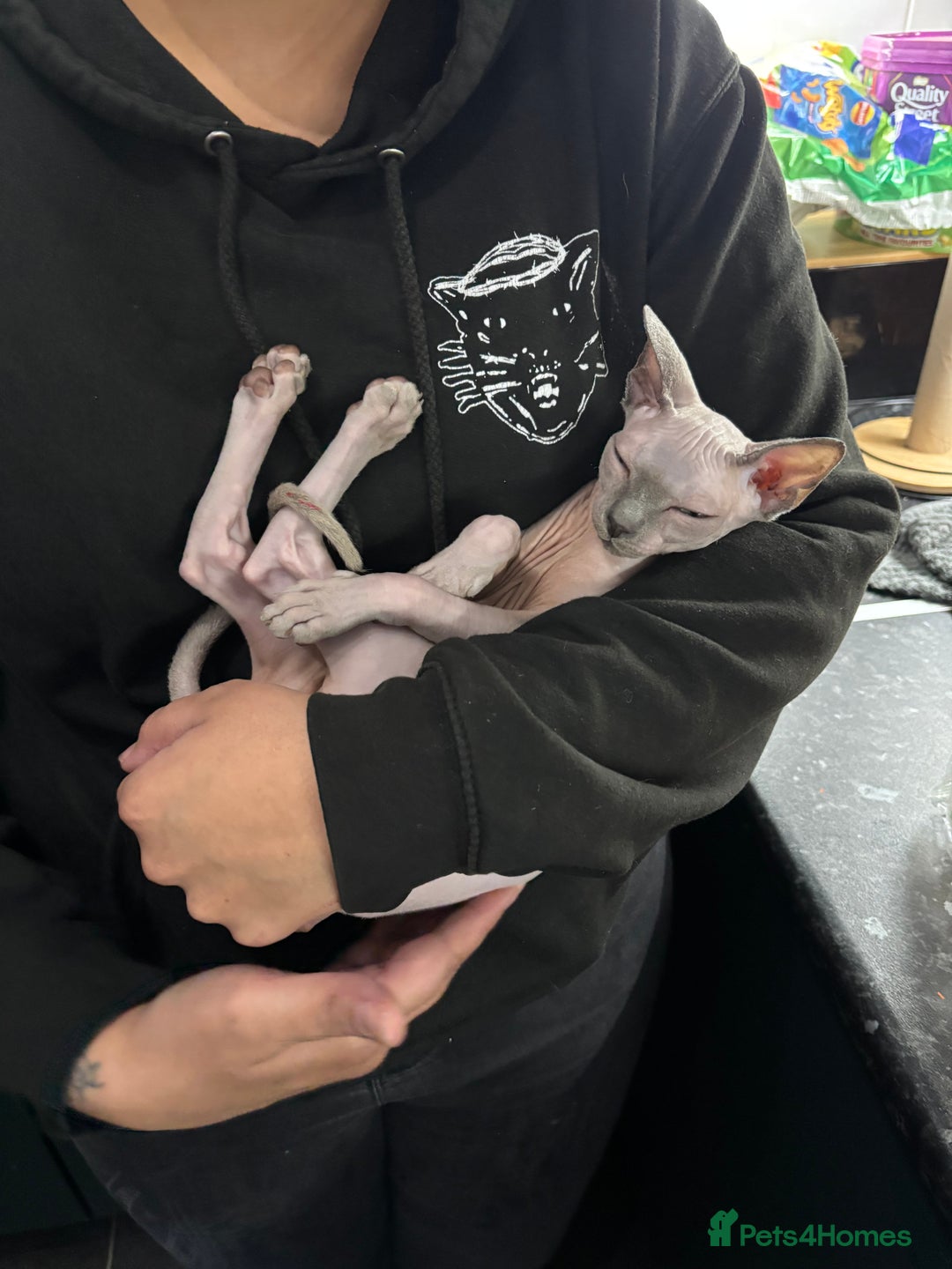 Sphynx cats for sale: Sphynx Kitten - Advert 10