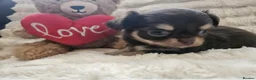 Chihuahua dogs for sale: Stunning chihuahua puppies  - Advert 9
