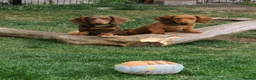 Miniature Dachshund dogs for sale: Puppies of the miniature long-haired dachshund.  - Advert 4