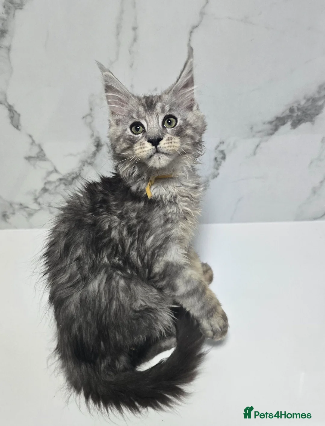 Maine Coon cats for sale: Last Boy  MaineCoon Tica Registred Maine Coon - Advert 1