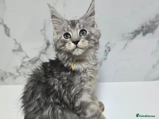 Maine Coon cats Last Boy MaineCoon Tica Registred Maine Coon - Advert 17