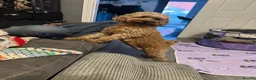 Cavapoo dogs for sale: Stunning Blue Merle Cavapoo Puppies in Halifax - Advert 7