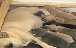 French Bulldog dogs for sale: 8 beautiful French bulldog puppies  - Image 9