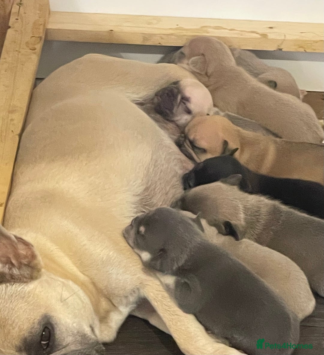 French Bulldog dogs for sale: 8 beautiful French bulldog puppies  - Image 9